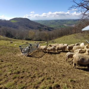 Troupeau de moutons dans les Monts du Lyonnais – laine locale utilisée pour les Ecocotte