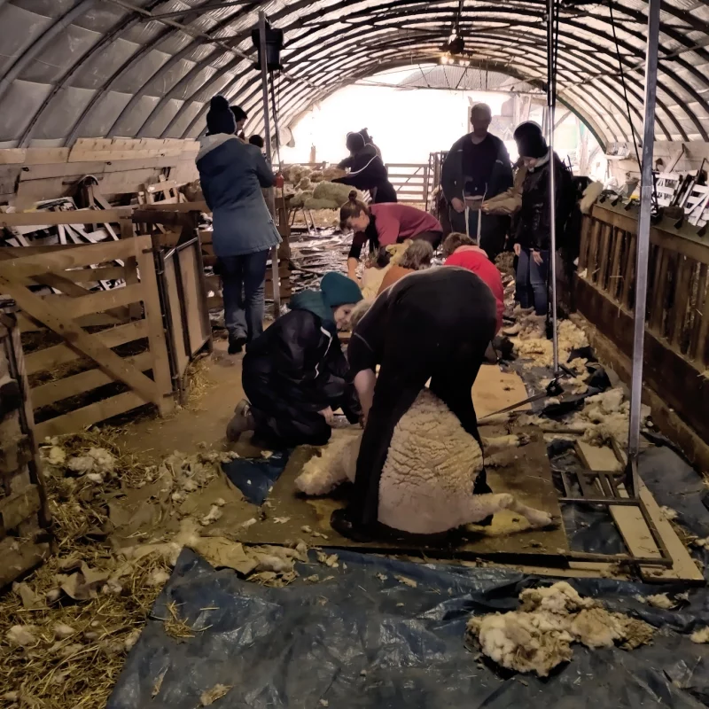 chantier de tonte de laine de brebis