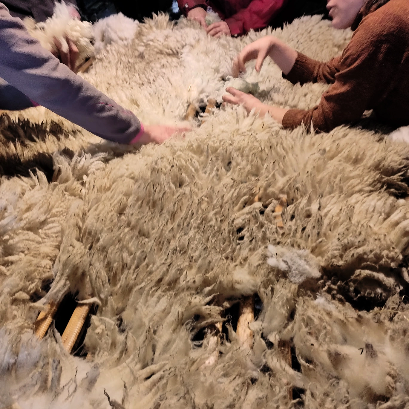formation de tri de toison de laine française