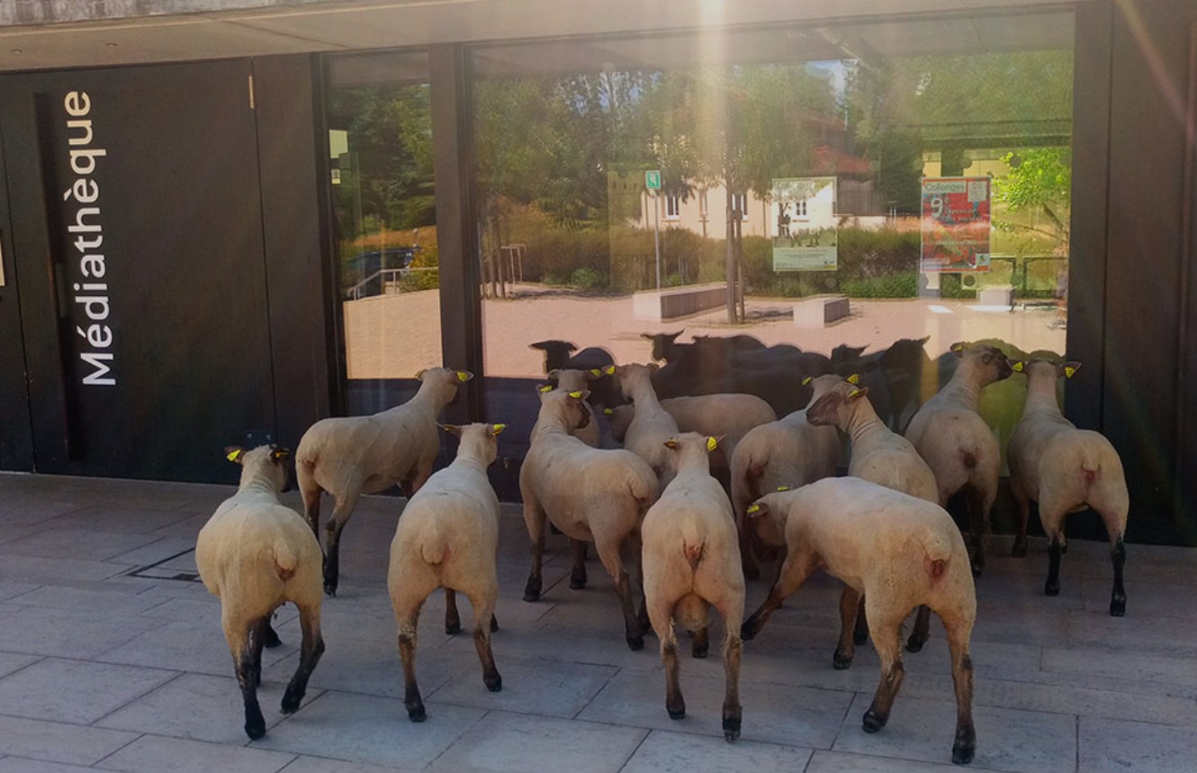 troupeau mouton devant médiathèque