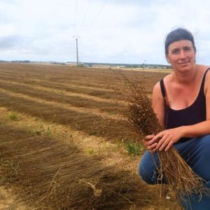 Champ de lin en Normandie après arrachage, en phase de rouissage naturel pour la transformation des fibres textiles