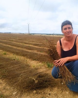 Champ de lin en Normandie après arrachage, en phase de rouissage naturel pour la transformation des fibres textiles