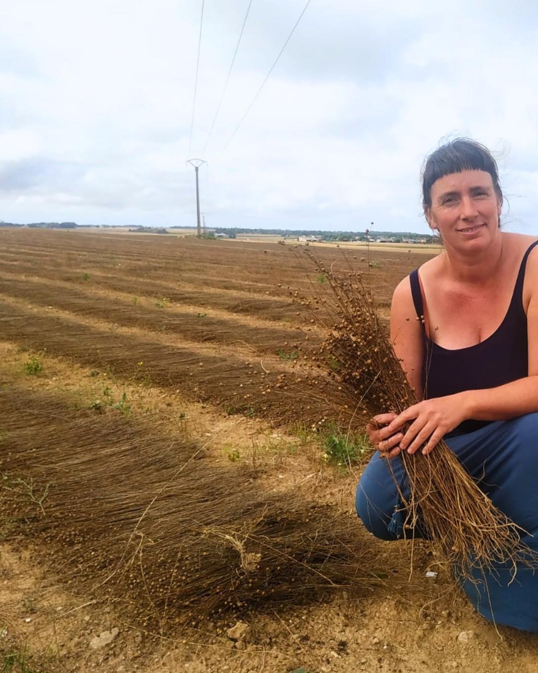Champ de lin en Normandie après arrachage, en phase de rouissage naturel pour la transformation des fibres textiles